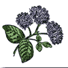 A drawing of a hydrangea.