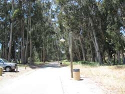 
		Grove of trees lining the bike path entering Monterey.