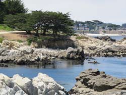 Ocean, rocks and cypress trees in Pacific Grove.