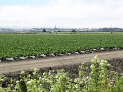 Strawberry fields in Castroville.